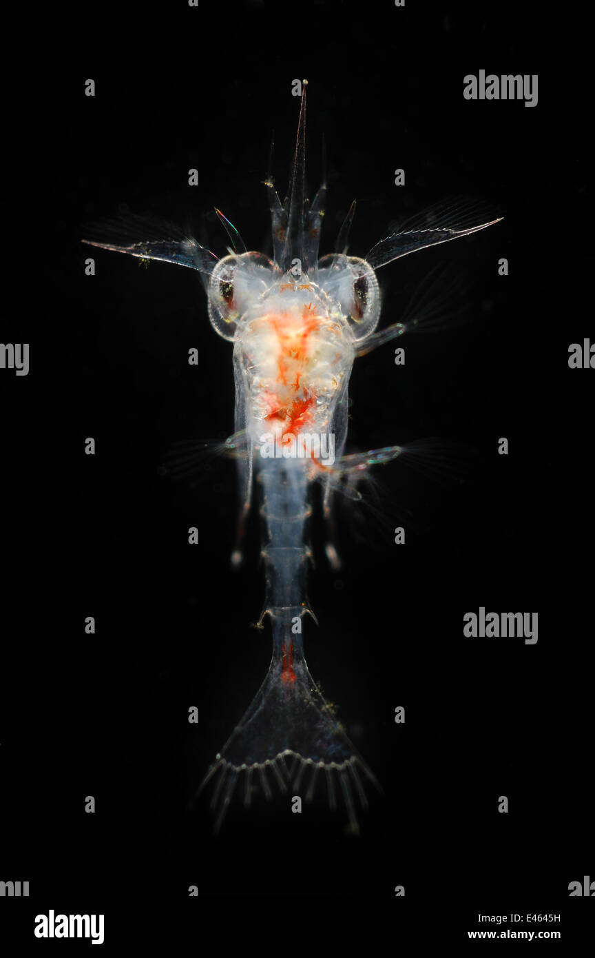 Deepsea planctonici stadio di sviluppo di granchio, Trondheimsfjord, Oceano Atlantico settentrionale. Foto Stock