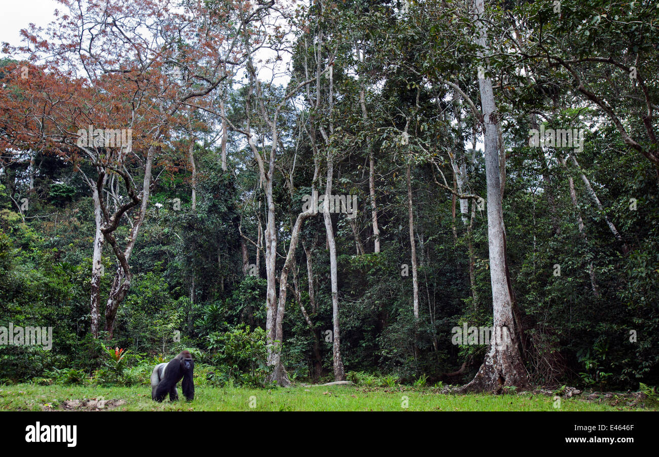 Pianura occidentale (gorilla Gorilla gorilla gorilla). maschio dominante silverback 'Makumba' di età compresa tra 32 anni, Bai Hokou, Dzanga Sangha densa speciale riserva forestale, Repubblica Centrafricana, Dicembre 2011 Foto Stock