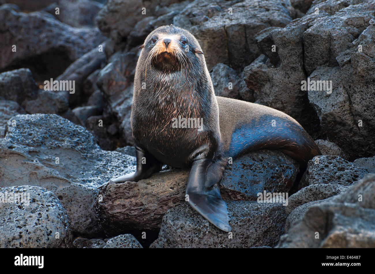 Le Galapagos pelliccia sigillo (Arctocephalus galapagoensis) grande bolla territoriale su rocce vulcaniche. Costa Sud Cerro Azul (Cinco Cerros), Isabela, Isole Galapagos, Ecuador, Giugno. Foto Stock