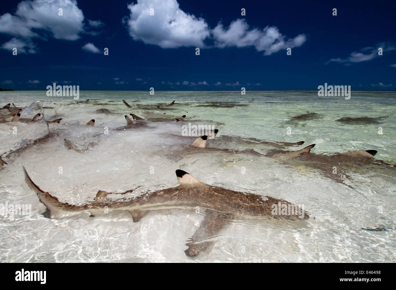 Blacktip squali di barriera (Carcharhinus melanopterus) in acqua poco profonda incontro molto vicino alla riva, Aldabra Atoll, Seychelles, Oceano Indiano Foto Stock