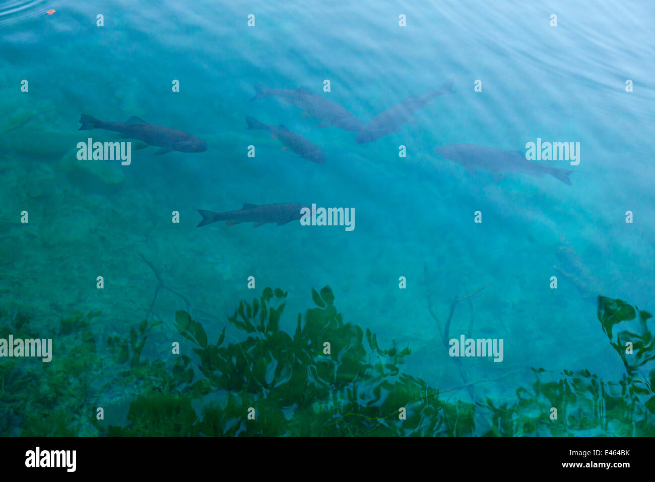 La carpa comune (Cyprinus carpio) nel lago, il Parco Nazionale dei Laghi di Plitvice, Lika, Croazia, Europa, Ottobre 2011 Foto Stock