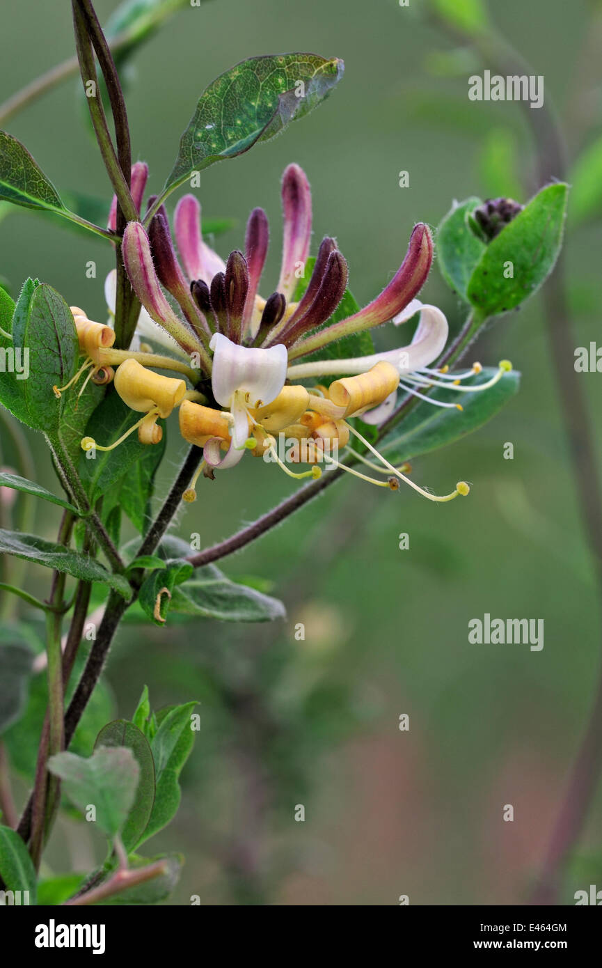 Caprifoglio comune (Lonicera periclymenum) in fiore, La Brenne, Francia, può Foto Stock