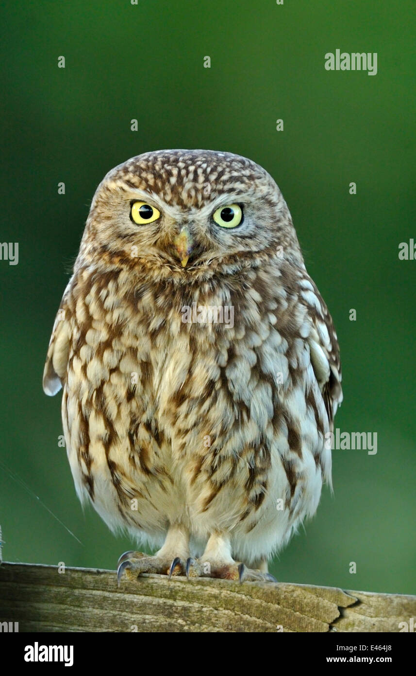 Civetta (Athene noctua) ritratto, Wales, Regno Unito Giugno Foto Stock