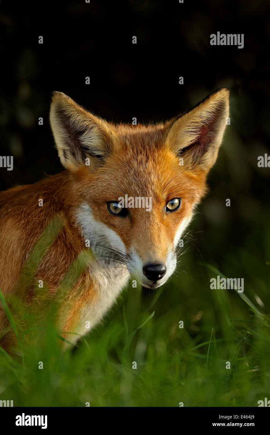 Red Fox (Vulpes vulpes vulpes) cub ritratto, UK, prese in condizioni controllate, Agosto Foto Stock
