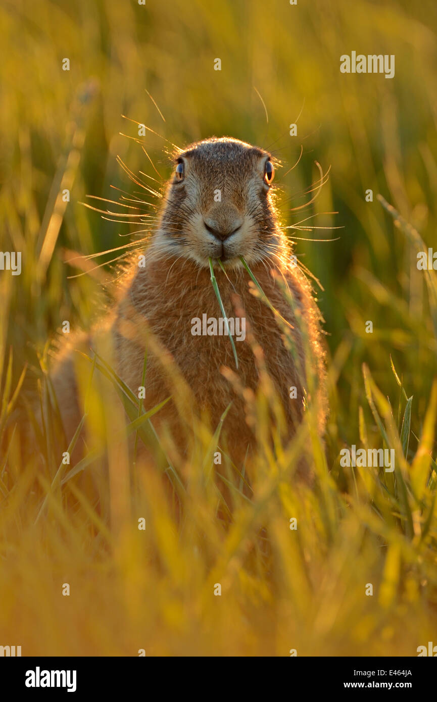 Unione lepre (Lepus europaeus) in campo, Regno Unito, maggio Foto Stock