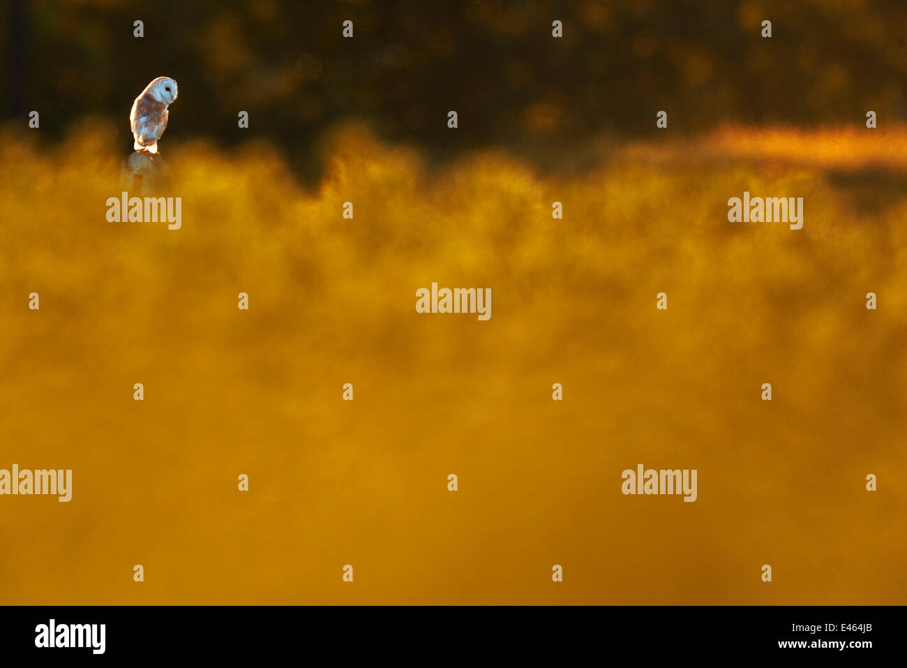 Il barbagianni (Tyto alba) sul post al tramonto, UK, Giugno Foto Stock