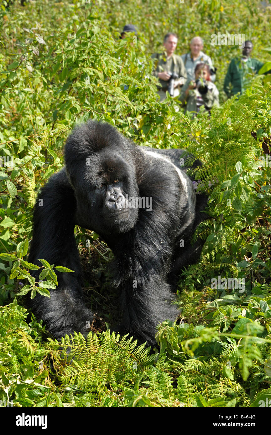 Gorilla di Montagna (beringei Gorilla Silverback) camminando di fronte a guardare i turisti, vulcani Virunga, Rwanda 2012 Foto Stock