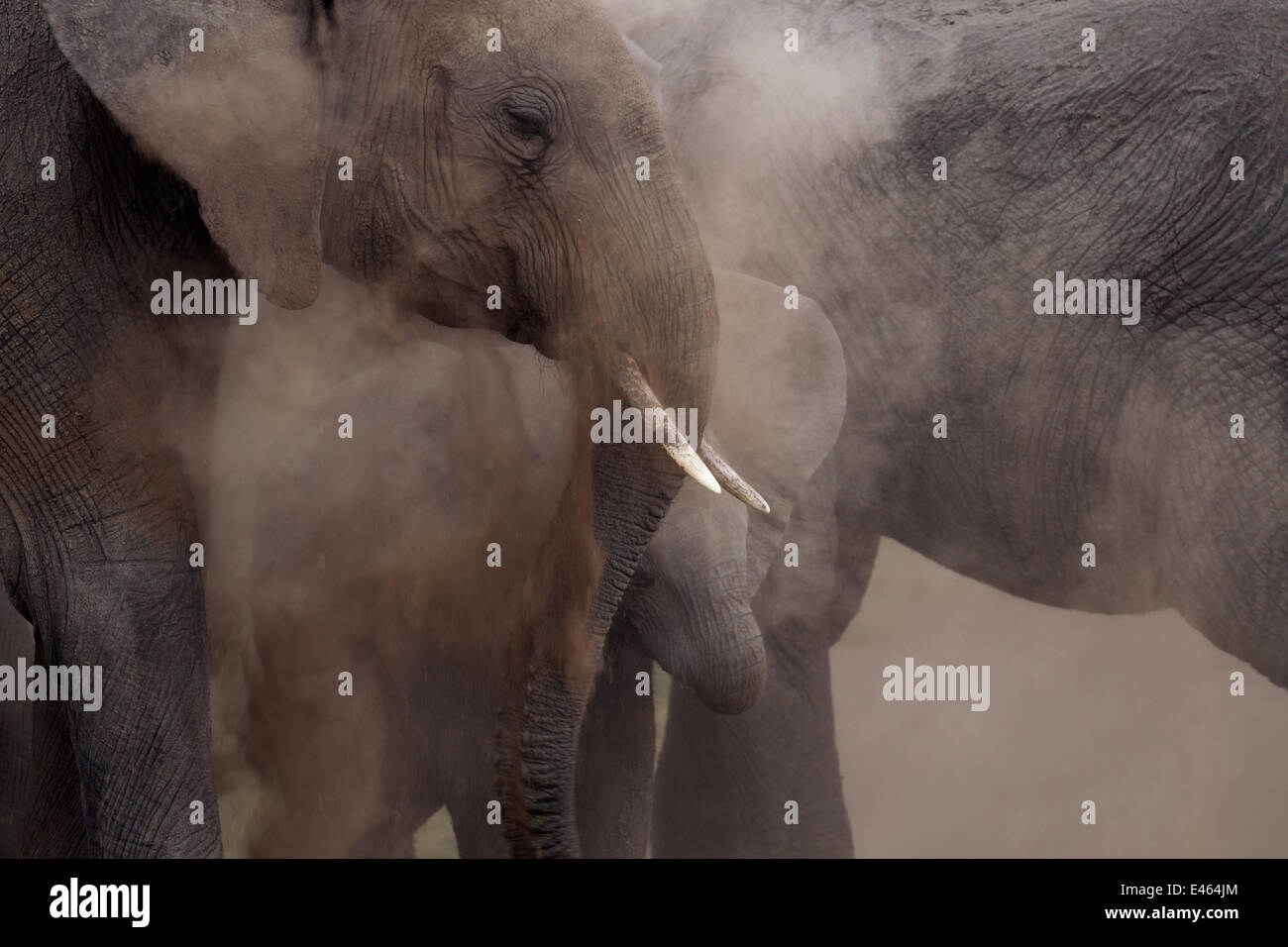 L'elefante africano (Loxodonta africana) polvere di balneazione, Masai Mara riserva nazionale, Kenya, Agosto. Foto Stock