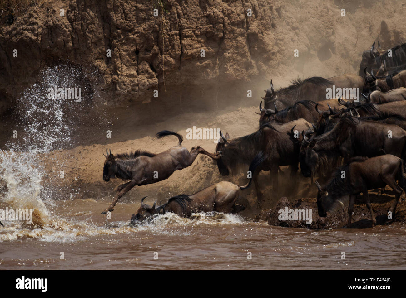 Bianco orientale barbuto Gnu (Connochaetes taurinus) allevamento attraversando il fiume Mara come parte della migrazione annuale, il Masai Mara riserva nazionale, Kenya, Agosto Foto Stock