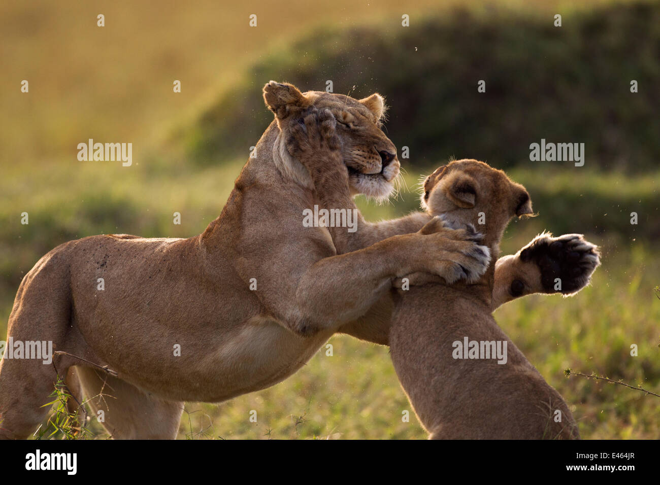 Leonessa (Panthera leo) giocando con un cucciolo di età compresa tra 9-12 mesi, il Masai Mara riserva nazionale, Kenya, Agosto Foto Stock