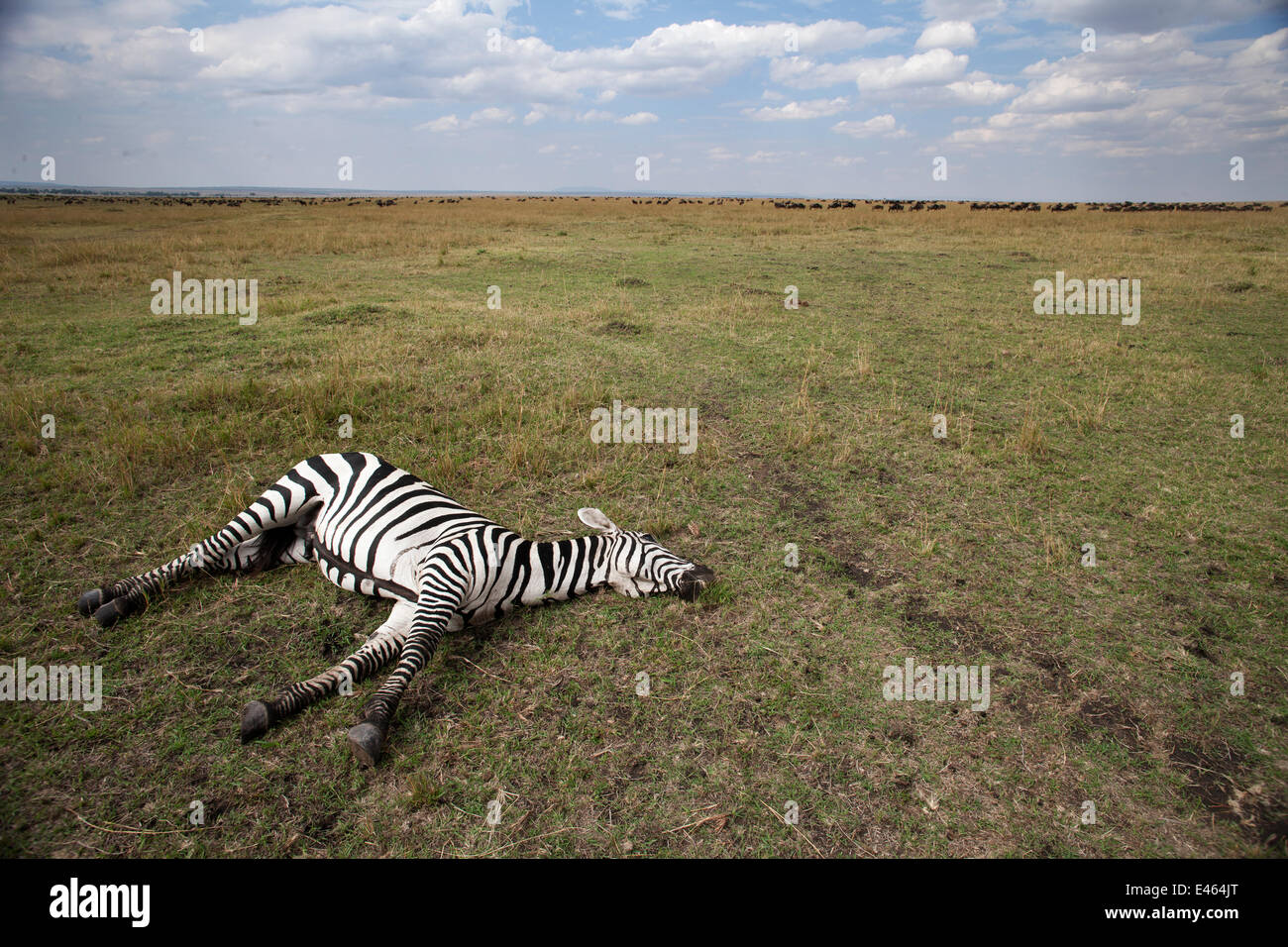 Comune o pianure zebra (Equus quagga burchellii) che giace morto sulla savana prateria, Masai Mara riserva nazionale, Kenya, Marzo Foto Stock