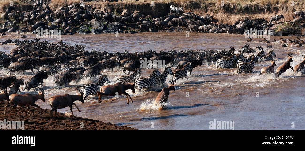 Topi (Damaliscus lunatus jimela), bianco orientale barbuto Gnu (Connochaetes taurinus) e comuni o pianure zebra (Equus quagga burchellii) mandria mista attraversando il fiume Mara come parte della migrazione annuale, il Masai Mara riserva nazionale, Kenya, Settembre Foto Stock