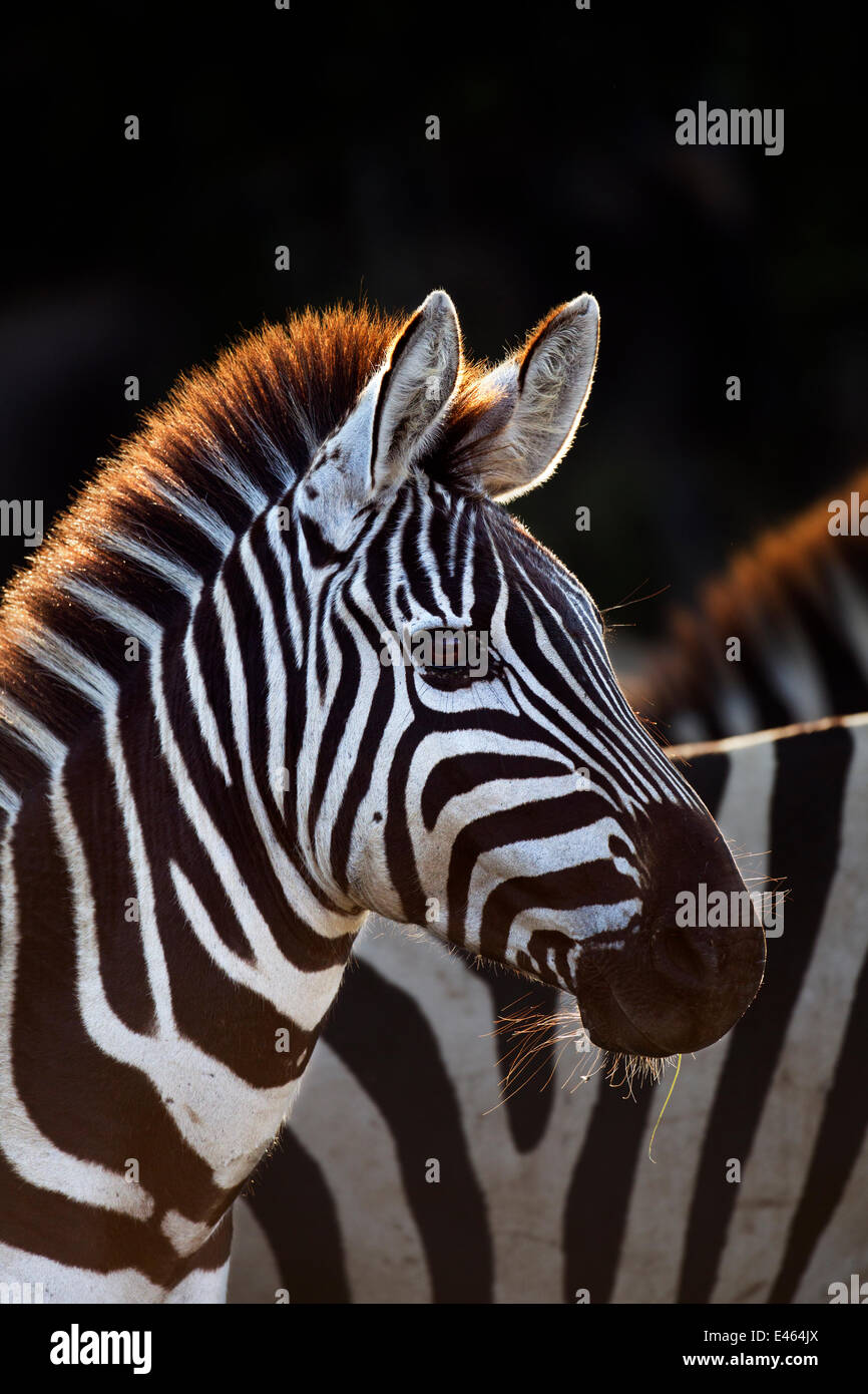 Comune o pianure zebra (Equus quagga burchellii) Masai Mara riserva nazionale, Kenya, Settembre Foto Stock