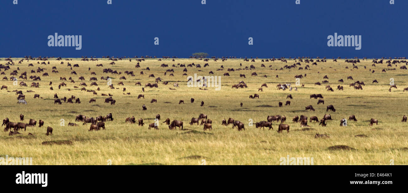 Bianco orientale barbuto Gnu (Connochaetes taurinus) allevamento alimentazione sulla pianura erbosa del Masai Mara riserva nazionale, Kenya, Settembre Foto Stock