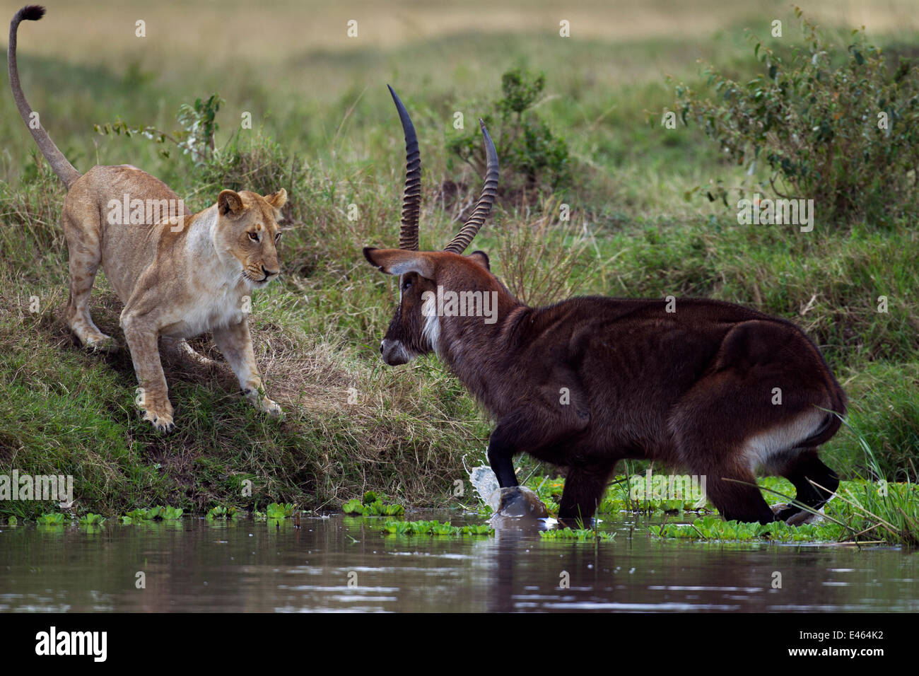 Defassa waterbuck (Kobus ellipsiprymnus defassa) maschio in piedi in un lago circondato da un orgoglio dei leoni africani (Panthera leo), il Masai Mara riserva nazionale, Kenya, sequenza di settembre 7/11 Foto Stock