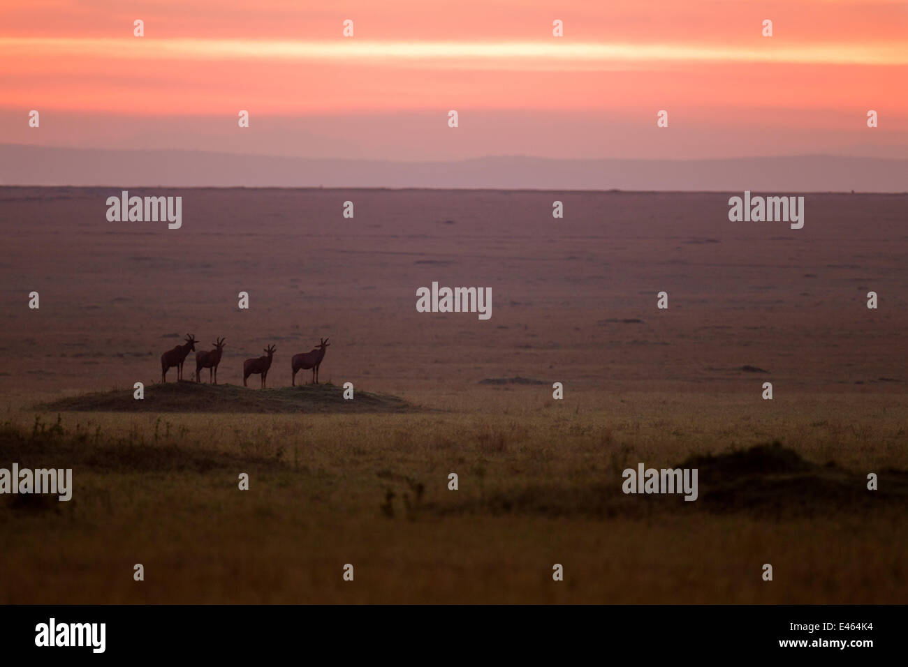 Topi (Damaliscus lunatus jimela) piccolo allevamento in piedi sul tumulo di erba di sunrise, il Masai Mara riserva nazionale, Kenya, Settembre Foto Stock
