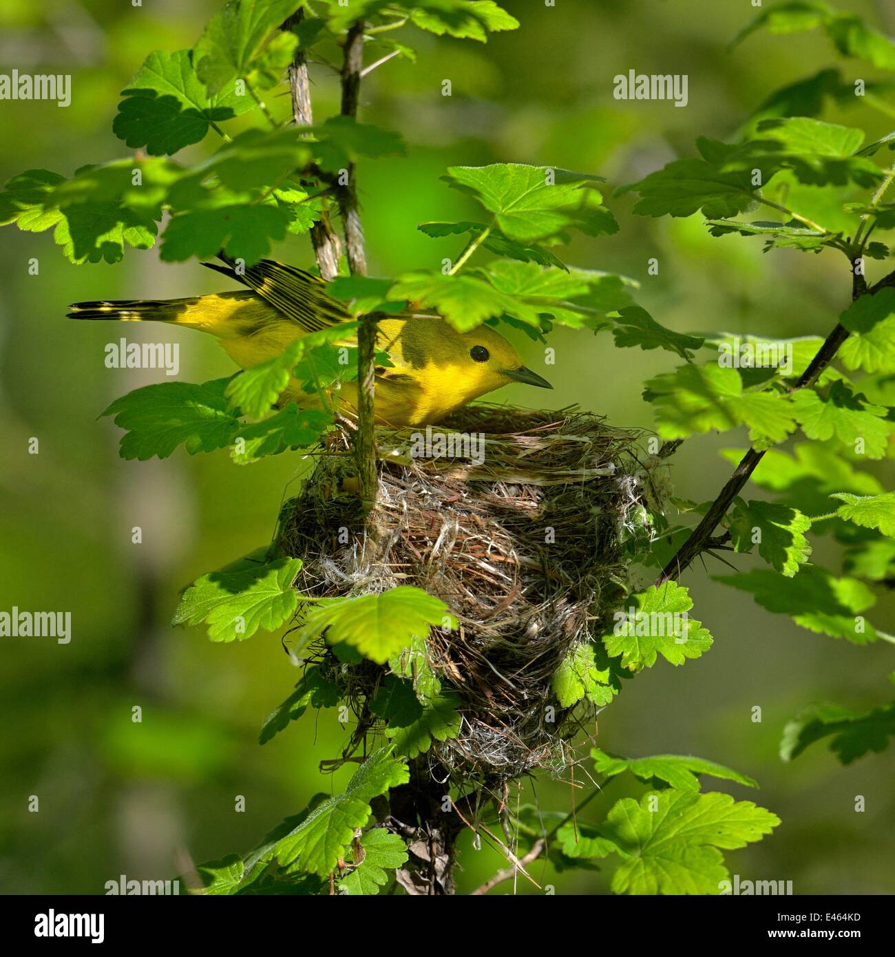 Trillo giallo (Dendroica petechia) a nido, Pointe Pelée, Ontario, Canada, può Foto Stock