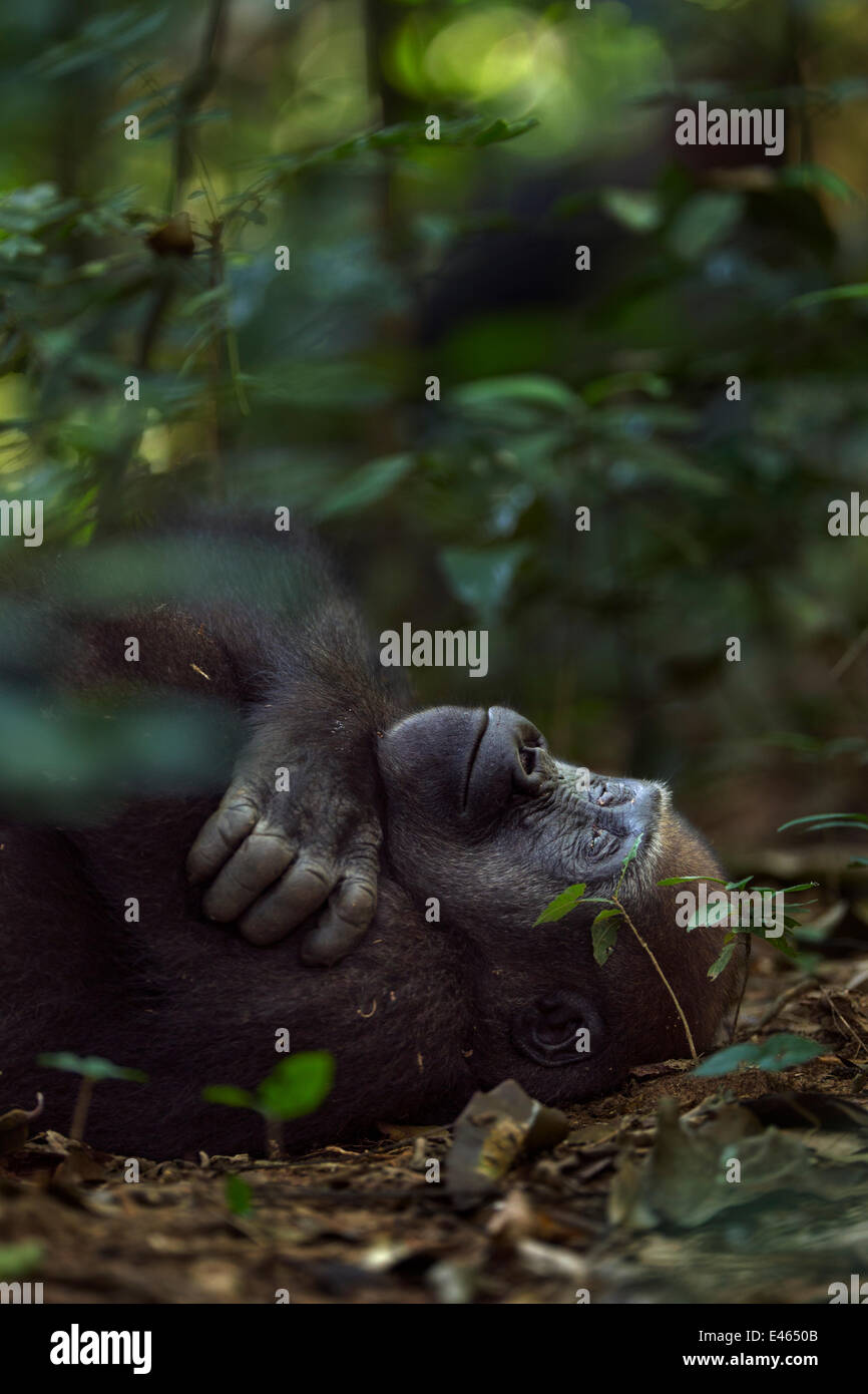 Pianura occidentale (gorilla Gorilla gorilla gorilla) capretti maschio 'Mobangi' dai 5 anni in appoggio sul retro sul suolo della foresta, Bai Hokou, Dzanga Sangha densa speciale riserva forestale, Repubblica Centrafricana. Dicembre 2011. Foto Stock