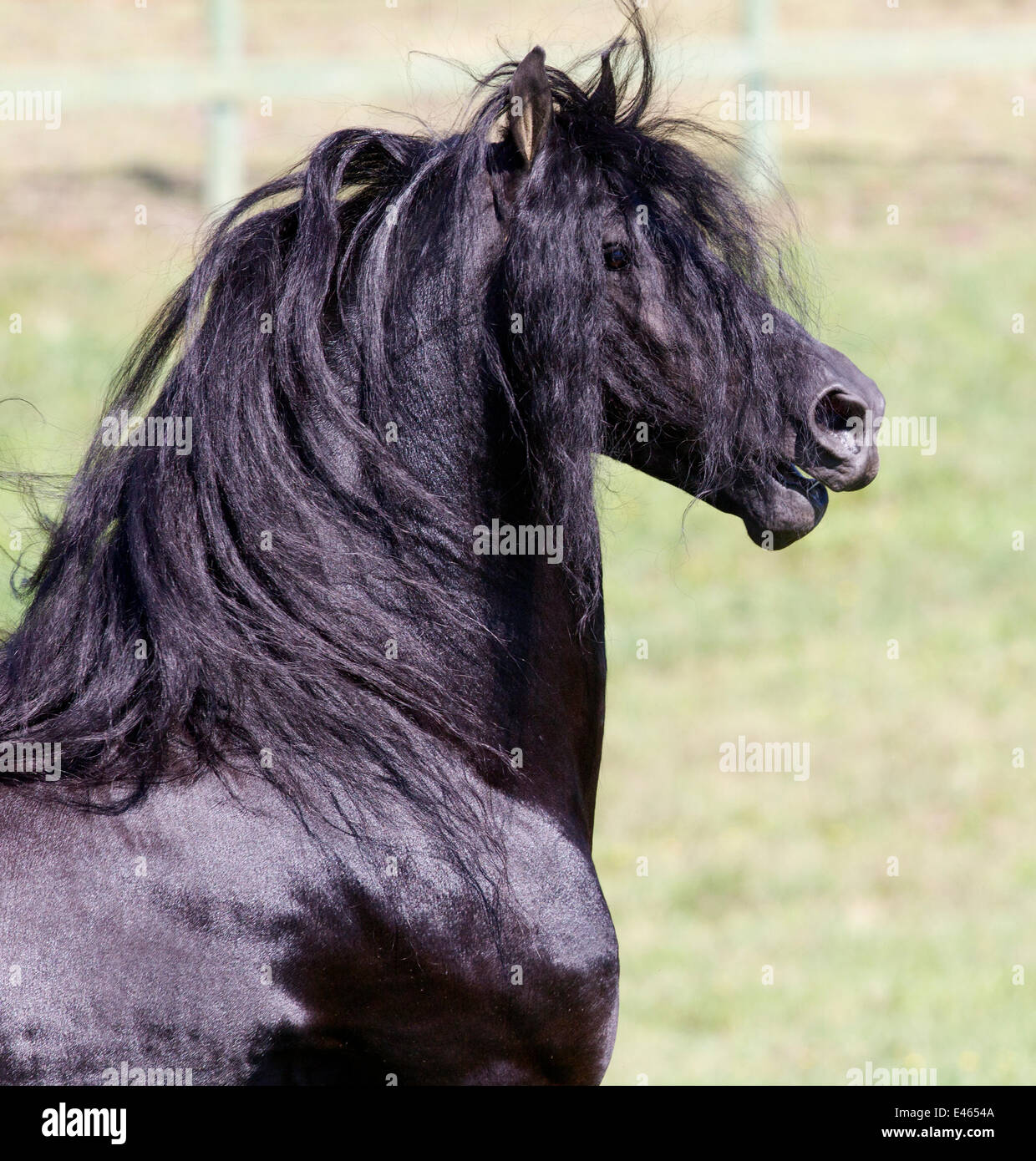 Nero stallone frisone, collo capo ritratto, Ojai, CALIFORNIA, STATI UNITI D'AMERICA Foto Stock