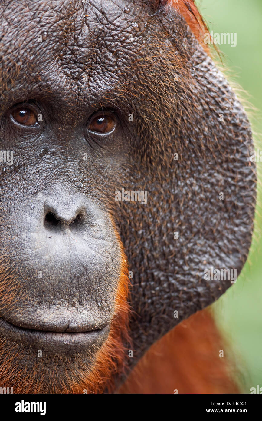 Bornean Orangutan (Pongo pygmaeus wurmbii) maschio maturo 'Doyok' ritratto. Il Pondok Tanggui, Tanjung messa National Park, Kalimantan centrale, Borneo, Indonesia. Giugno 2010. Riabilitate e rilasciate (o discendere da) tra 1971 e 1995. Foto Stock