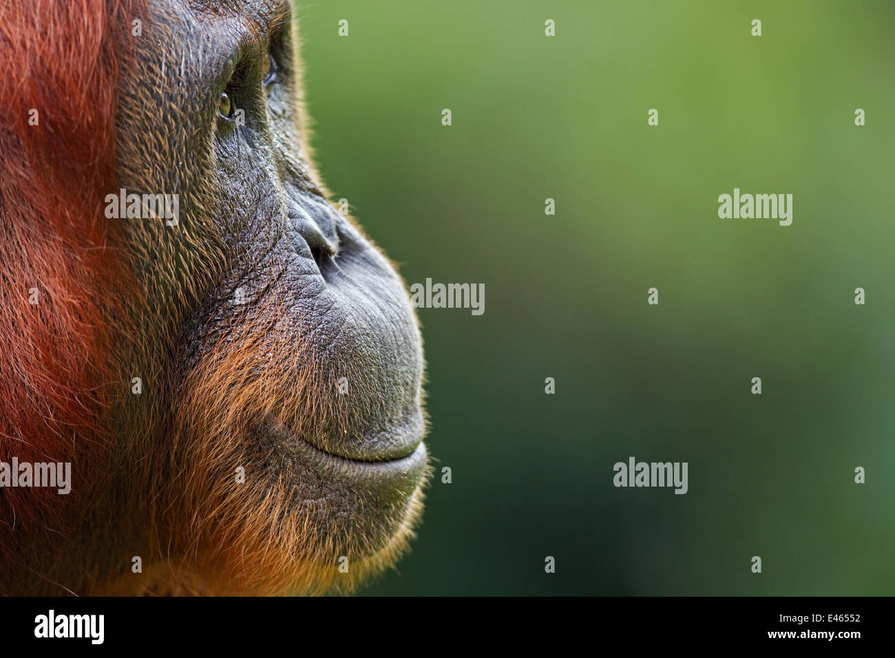 Bornean Orangutan (Pongo pygmaeus wurmbii) femmina 'Tutut' testa verticale. Camp Leakey, Tanjung messa National Park, Kalimantan centrale, Borneo, Indonesia. Luglio 2010. Riabilitate e rilasciate (o discendere da) tra 1971 e 1995. Foto Stock
