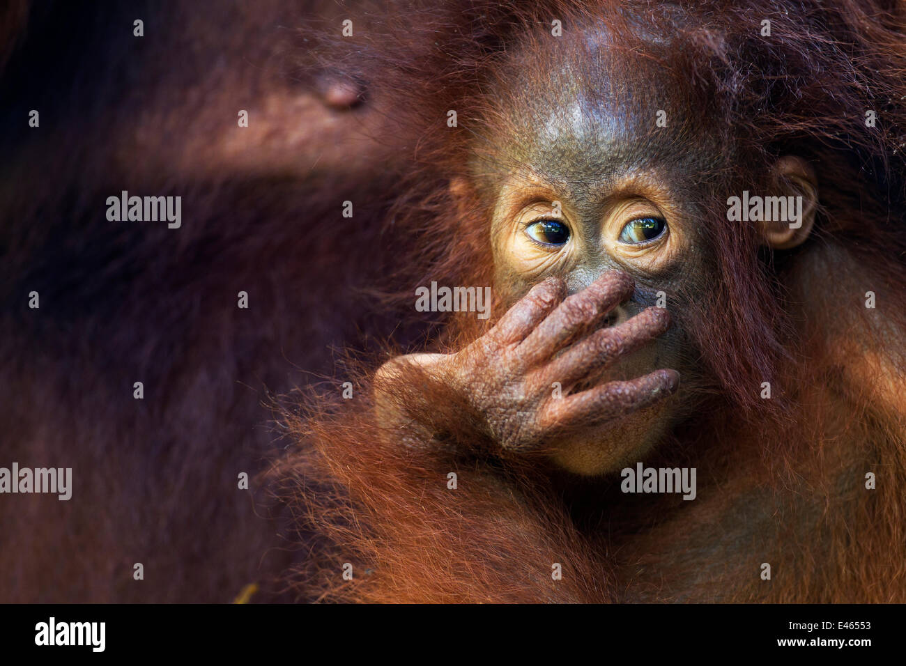Bornean Orangutan (Pongo pygmaeus wurmbii) femmina baby 'Petra' di età superiore a dodici mesi. Camp Leakey, Tanjung messa National Park, Kalimantan centrale, Borneo, Indonesia. Luglio 2010. Riabilitate e rilasciate (o discendere da) tra 1971 e 1995. Foto Stock