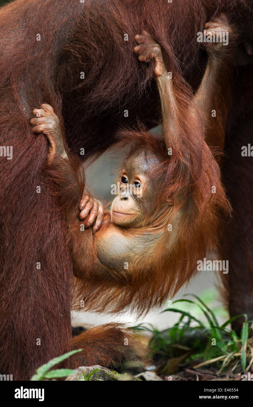 Bornean Orangutan (Pongo pygmaeus wurmbii) maschio baby "Thor" di età compresa tra i 8-9 mesi appesi da sua madre. Camp Leakey, Tanjung messa National Park, Kalimantan centrale, Borneo, Indonesia. Luglio 2010. Riabilitate e rilasciate (o discendere da) tra il 1971 un Foto Stock