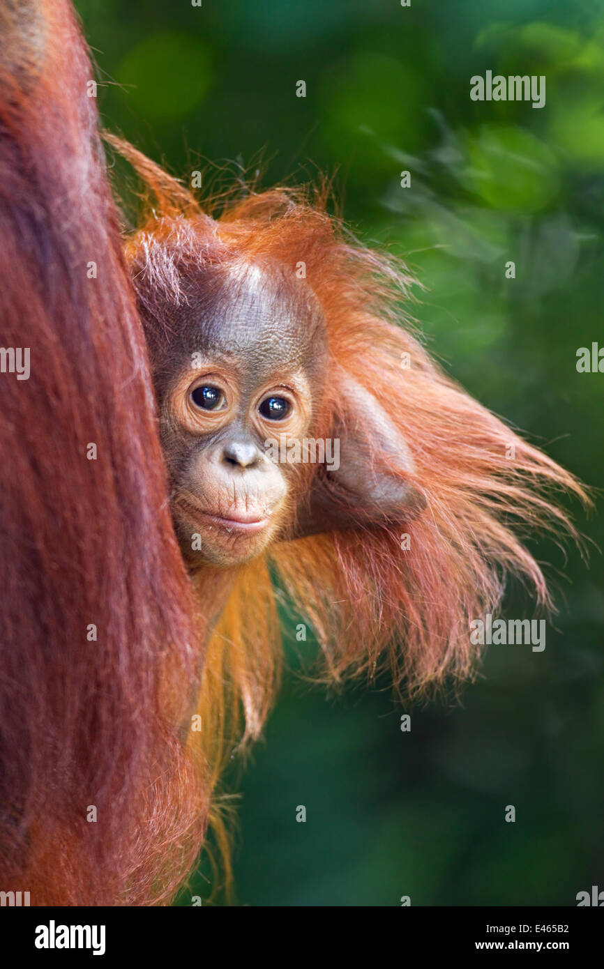 Bornean Orangutan (Pongo pygmaeus wurmbii) maschio baby "Thor" di età compresa tra i 8-9 mesi il peering da dietro la sua madre. Camp Leakey, Tanjung messa National Park, Kalimantan centrale, Borneo, Indonesia. Giugno 2010. Riabilitate e rilasciate (o discendere da) tra Foto Stock