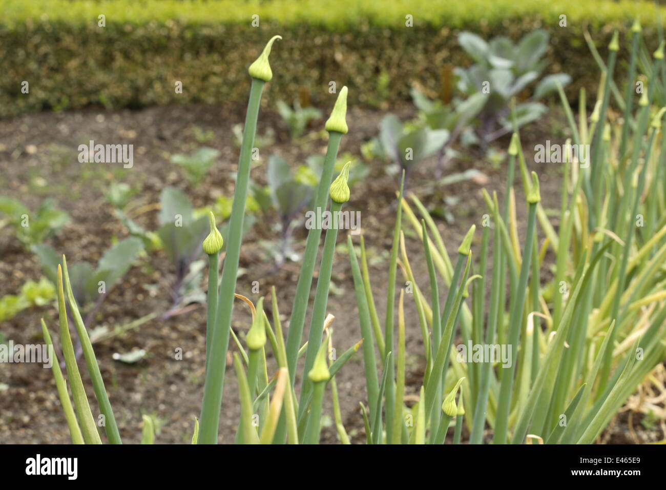 Comune di cipolla - Allium cepa Foto Stock