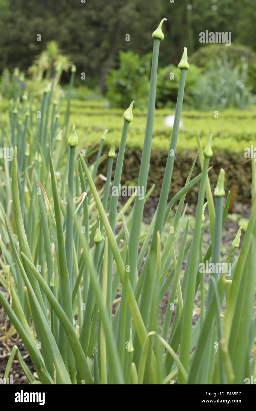 Comune di cipolla - Allium cepa Foto Stock