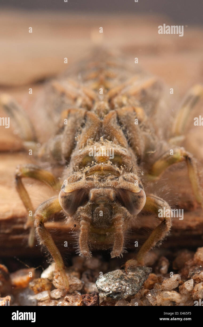 Clubtail Ninfa di libellula (Gomphidae) strisciando sul legno affondata, Europa può, condizioni controllate Foto Stock