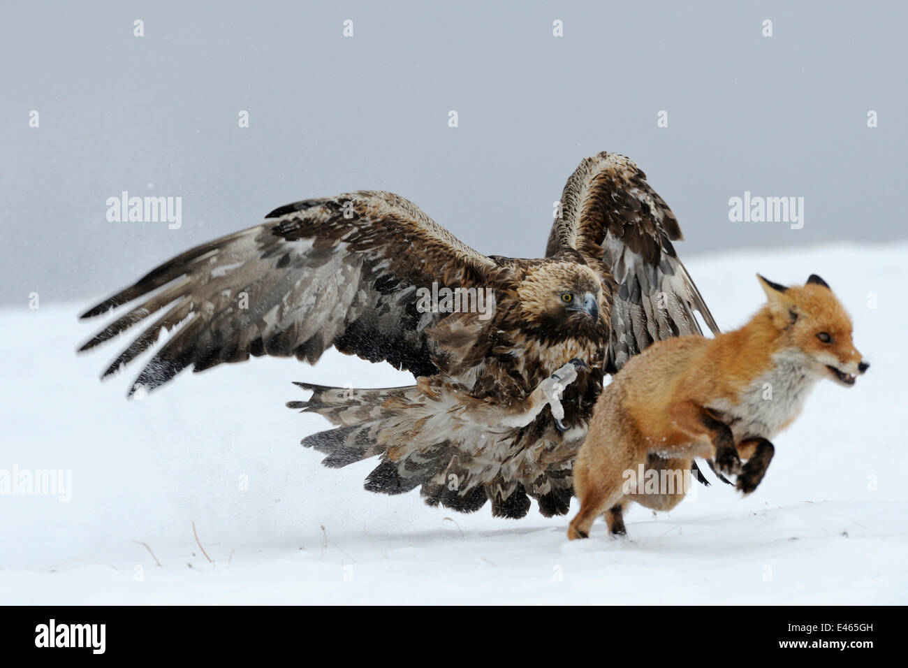 Aquila reale (Aquila chrysaetos) adulto difendendo la carcassa dal rosso volpe (Vulpes vulpes), Sinite Kamani National Park, la Bulgaria, l'Europa. Febbraio. Elogiato, comportamento : Uccelli categoria, Wildlife Photographer of the Year (WPY) Concorrenza 2012. Foto Stock