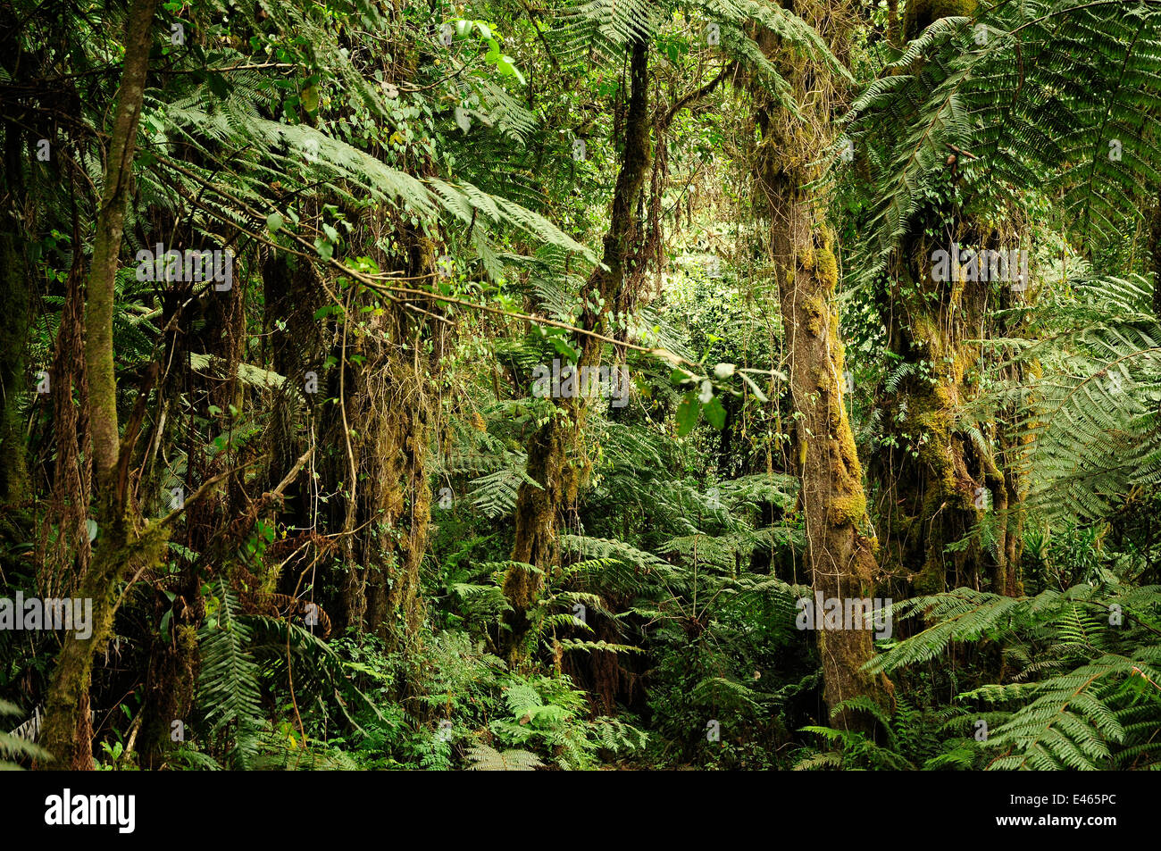 La foresta tropicale al livello inferiore pendici del Monte Kilimanjaro vulcano, Tanzania Foto Stock
