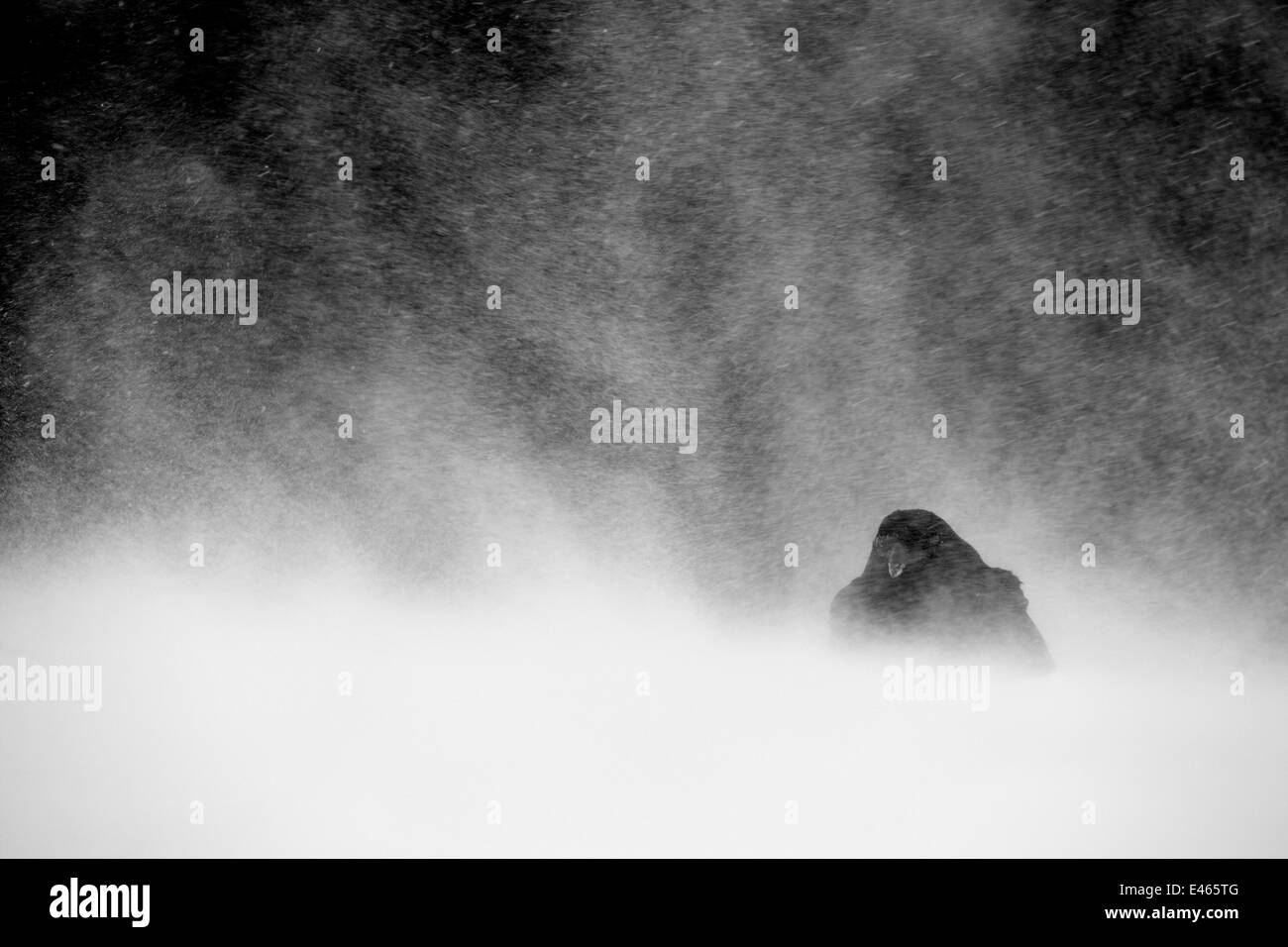 Comune di Corvo imperiale Corvus corax rannicchiato in giù nel mezzo della tempesta di neve, Utajarvi Finlandia Febbraio Foto Stock