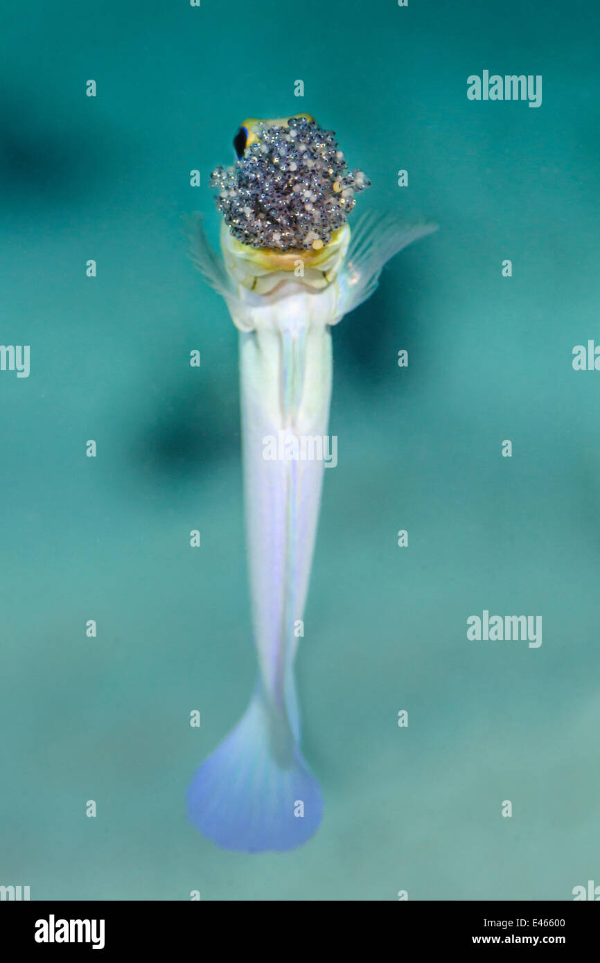 Un maschio giallo-guidato jawfish (Opistognathus aurifrons) soffiare fuori una frizione di uova è stato incubato in bocca al fine di ossigenare, East End, Grand Cayman, Isole Cayman, British West Indies, Mar dei Caraibi. Foto Stock