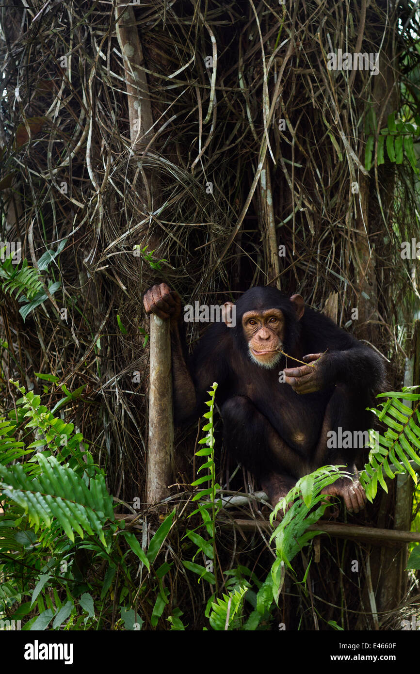 Western scimpanzé (Pan troglodytes verus) femmina giovanile "Joya' dai 6 anni di alimentazione su foglie di felce, Bossou foresta, il Monte Nimba, Guinea. Dicembre 2010. Foto Stock