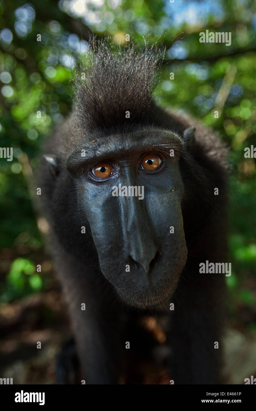 Celebes / Nero macaco crestato (Macaca nigra) sub-maschio adulto testa e spalle ritratto, Tangkoko National Park, Sulawesi, Indonesia. Foto Stock