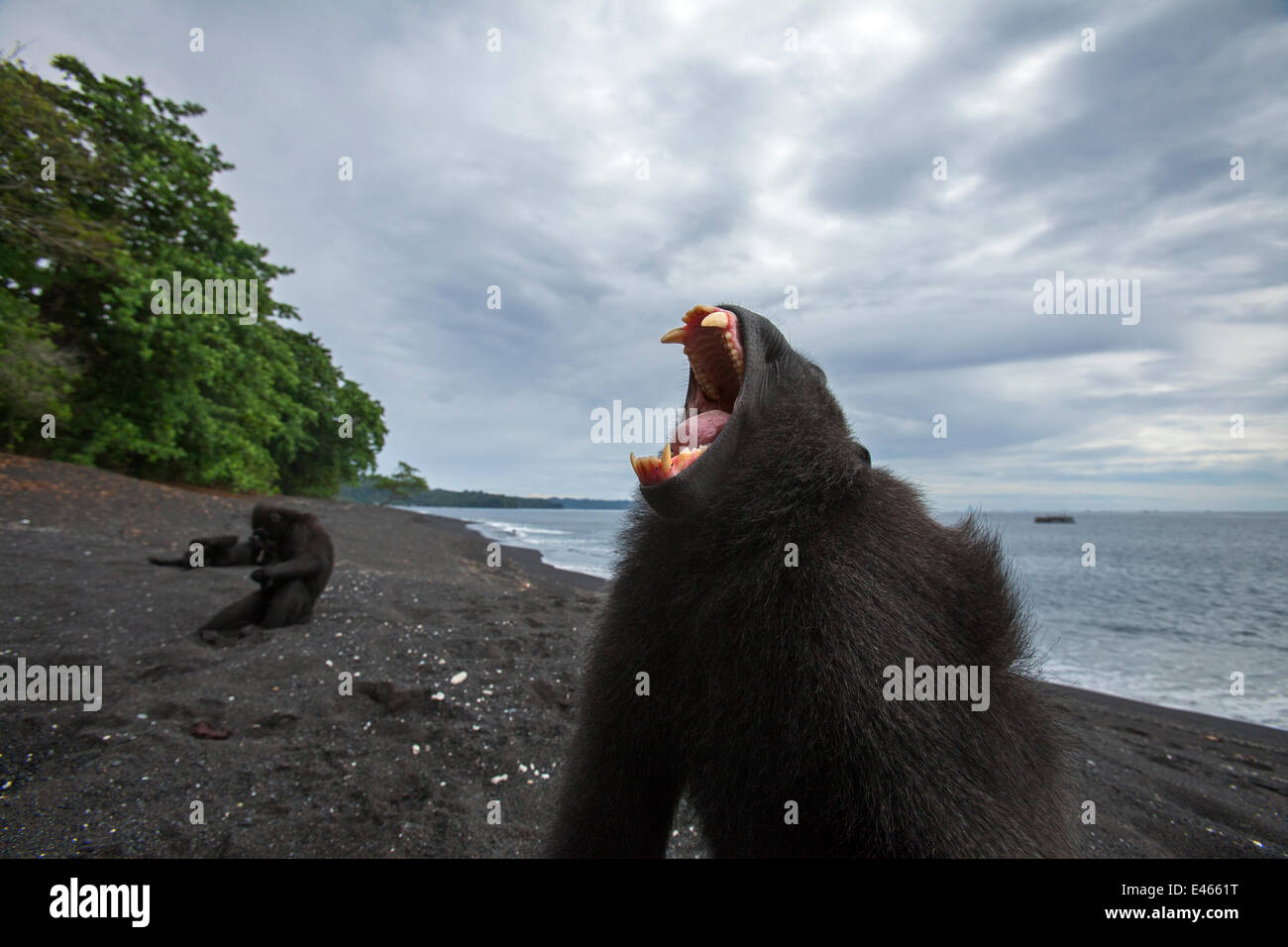Celebes / Nero macaco crestato (Macaca nigra) sub-maschio adulto sbadigli, Tangkoko National Park, Sulawesi, Indonesia. Foto Stock
