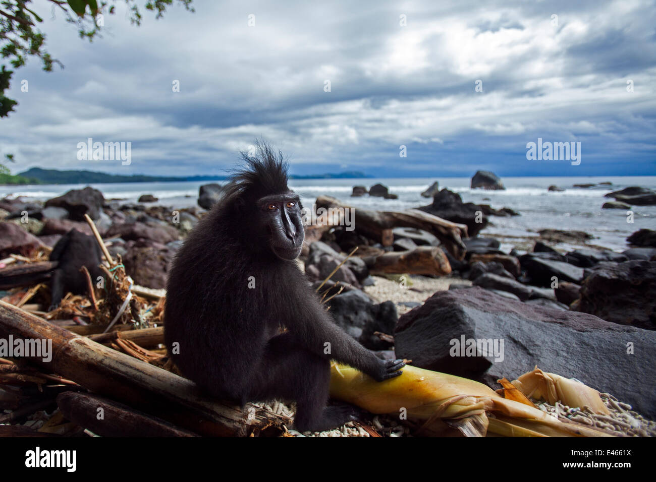 Celebes / Nero macaco crestato (Macaca nigra) sub-maschio adulto seduto su una spiaggia, Tangkoko National Park, Sulawesi, Indonesia. Foto Stock