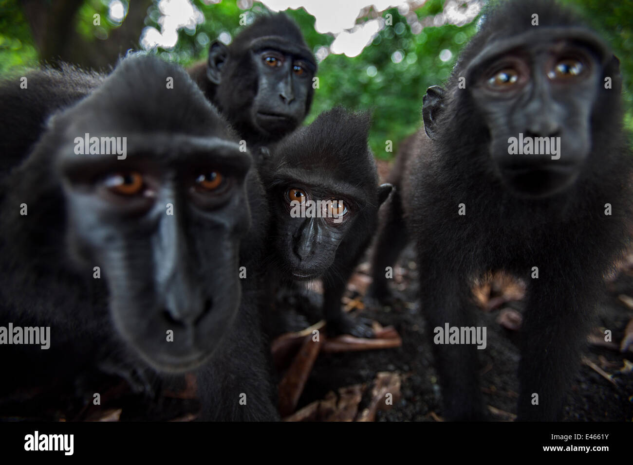 Celebes / Nero macaco crestato (Macaca nigra) gruppo da vicino, guardando con curiosità, Tangkoko National Park, Sulawesi, Indonesia. Foto Stock