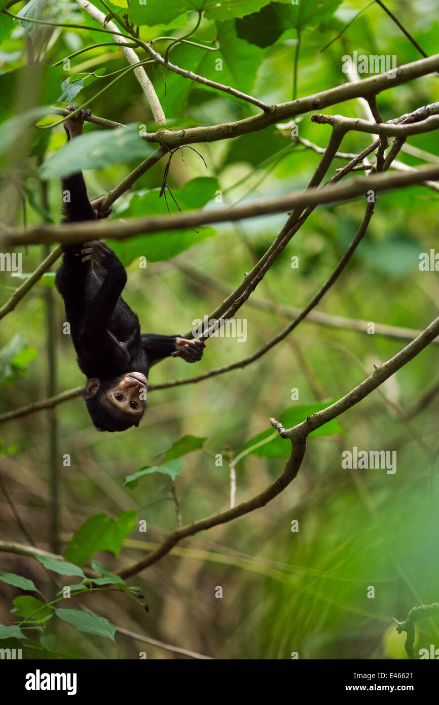 Celebes / Nero macaco crestato (Macaca nigra) 'Alpha' baby femmina dell'età di circa 1 mese appeso a testa in giù in un albero, Tangkoko National Park, Sulawesi, Indonesia. Foto Stock