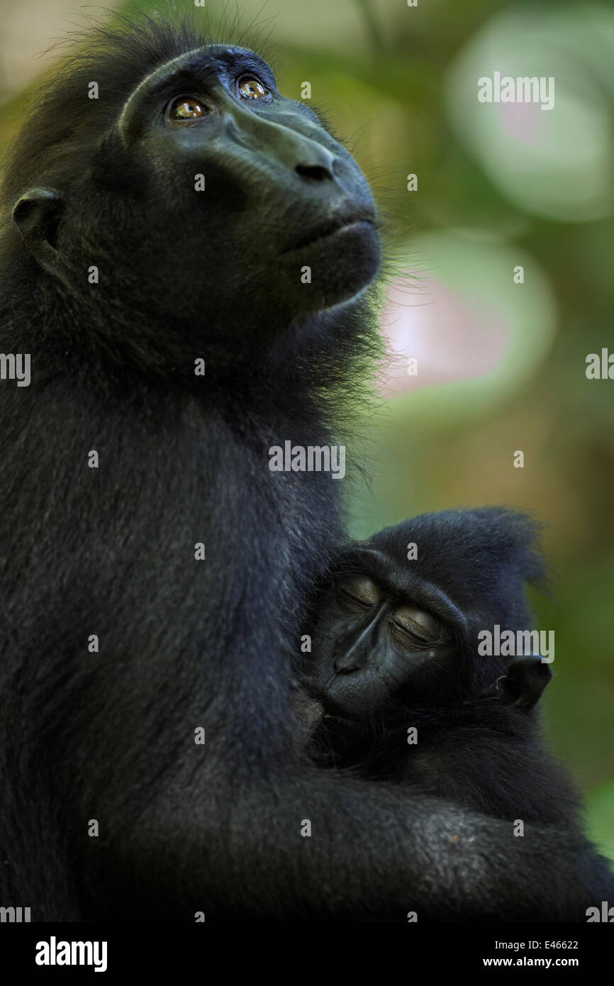 Celebes / Nero macaco crestato (Macaca nigra) femmina con neonati lattanti di età compresa tra 9-12 mesi, Tangkoko National Park, Sulawesi, Indonesia. Foto Stock