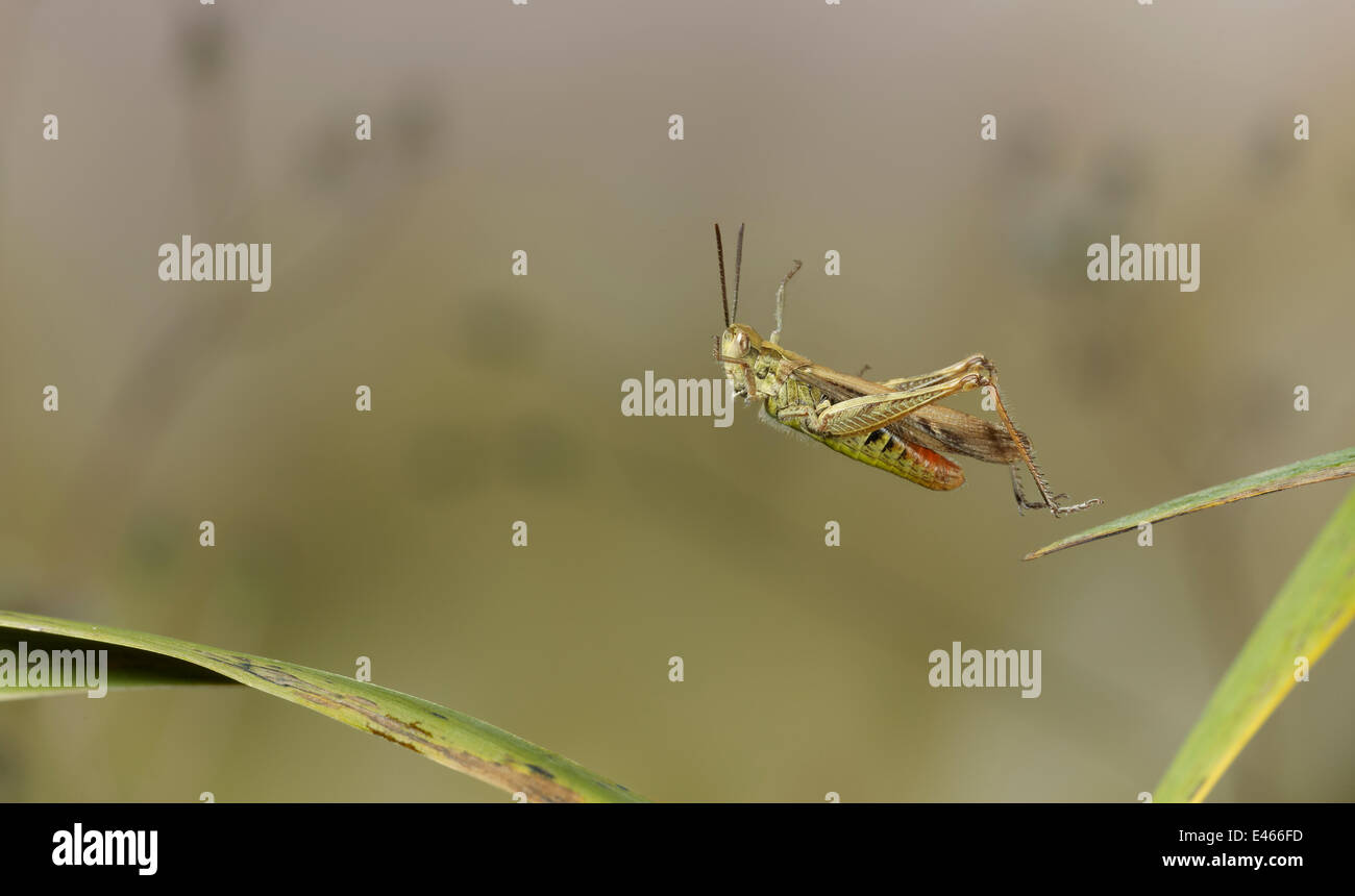 Campo comune grasshopper (Chorthippus brunneus) che saltava, Sussex, Inghilterra Foto Stock