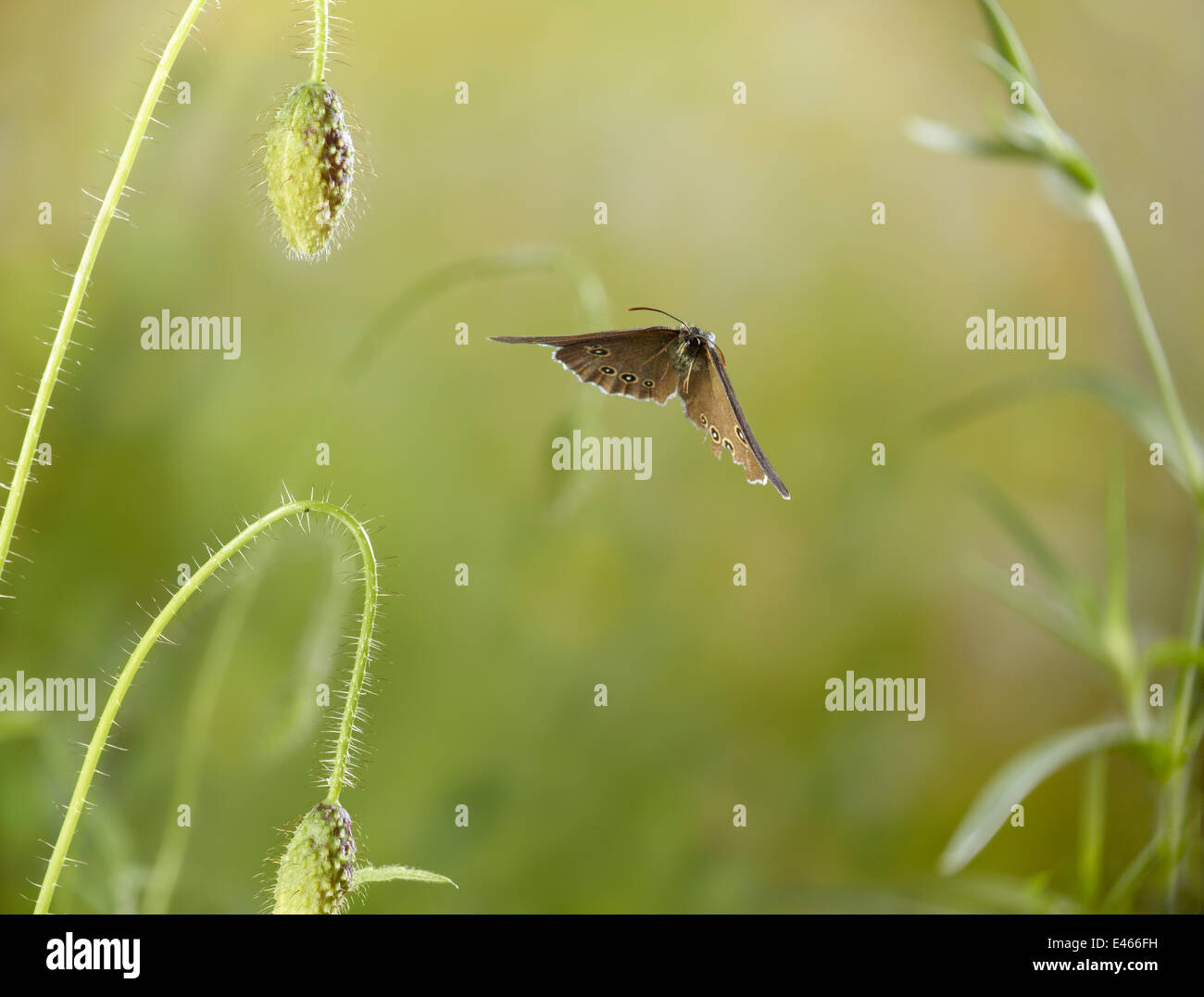 Anello (Aphantopus hyperantus) in volo - il trasandato ala posteriore che indica che la farfalla si sta avvicinando alla fine della sua vita, condizioni controllate. Foto Stock