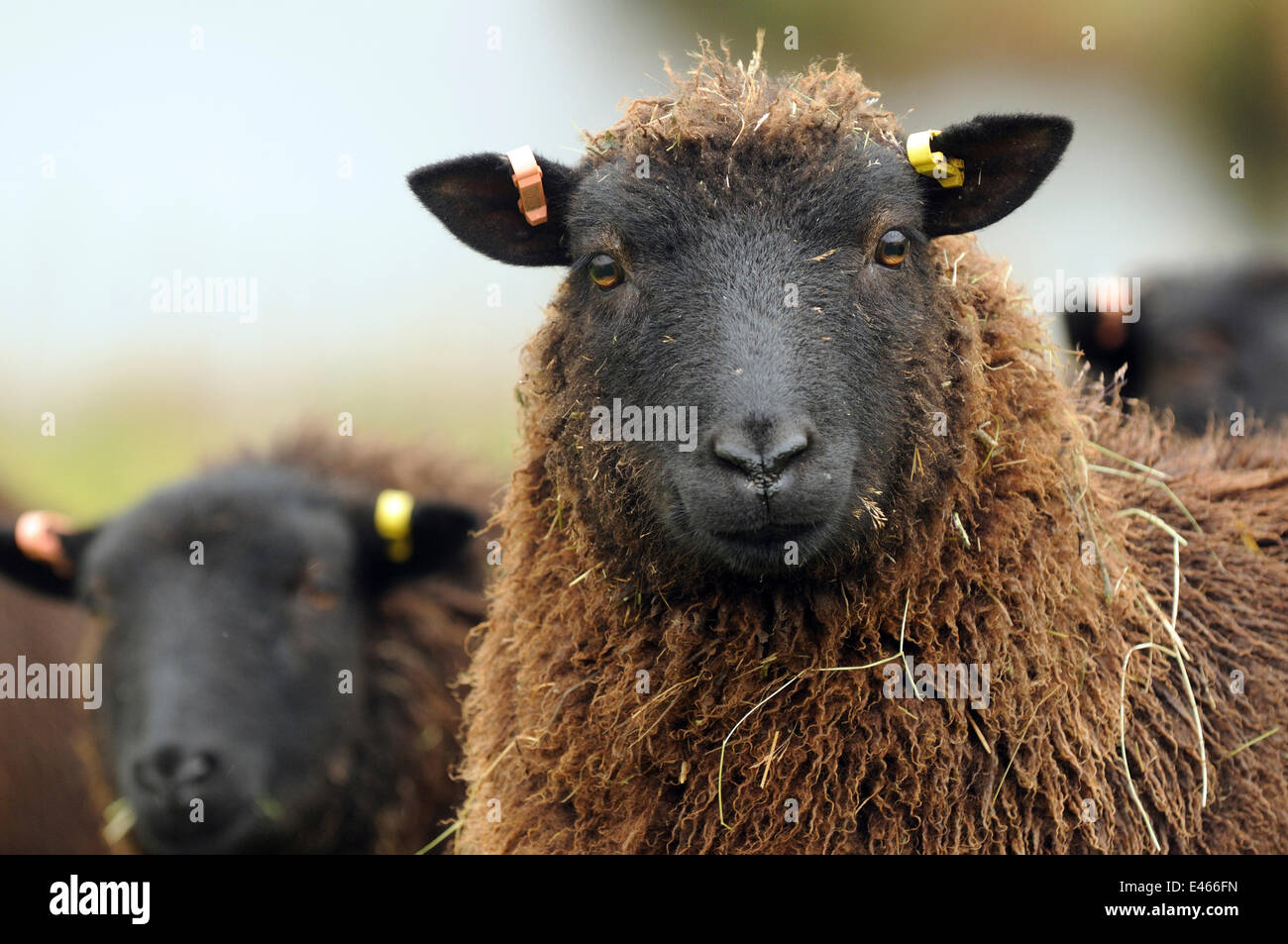 Welsh nero le pecore di montagna ritratto, Herefordshire, Regno Unito Foto Stock