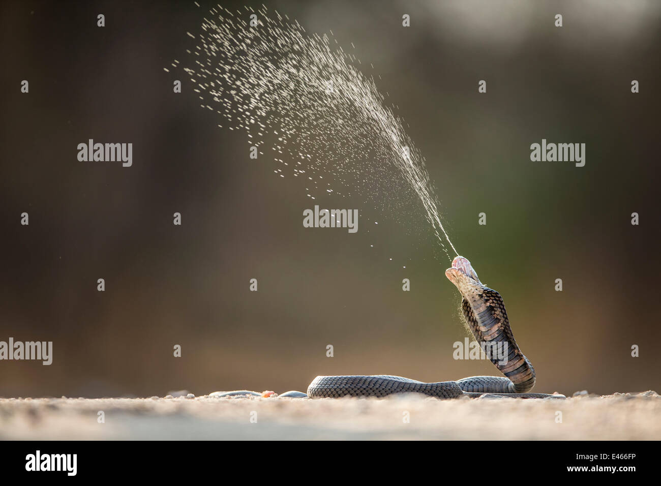 Mozambico sputare Cobra (Naja mossambica) espellendo venom Kruger, Sud Africa, in condizioni controllate Foto Stock