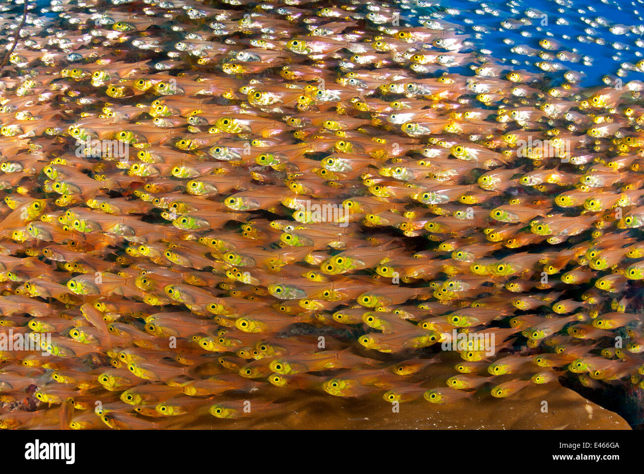 Shoaling glassfish (Parapriacanthus sp.) shoal, Maldive, Oceano Indiano Foto Stock