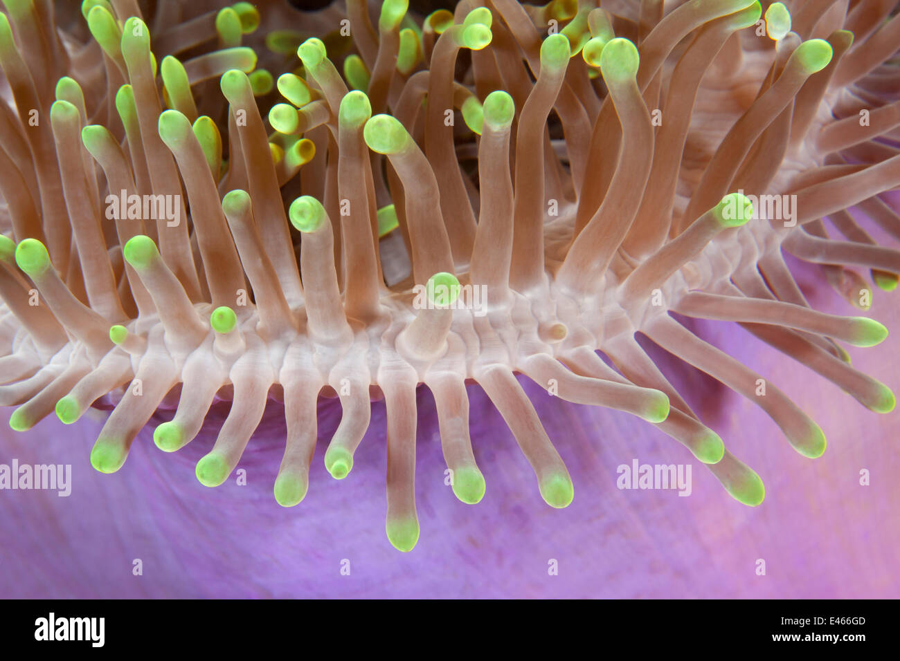 Dettaglio del magnifico mare (anemone Heteractis magnifica) Maldive, Oceano Indiano Foto Stock