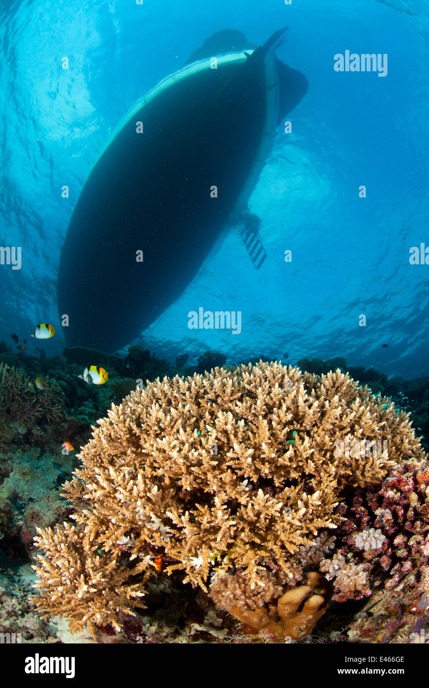 Ombra di Dhoni, caratteristica barca maldiviano sulla barriera corallina, Maldive, Oceano Indiano Foto Stock