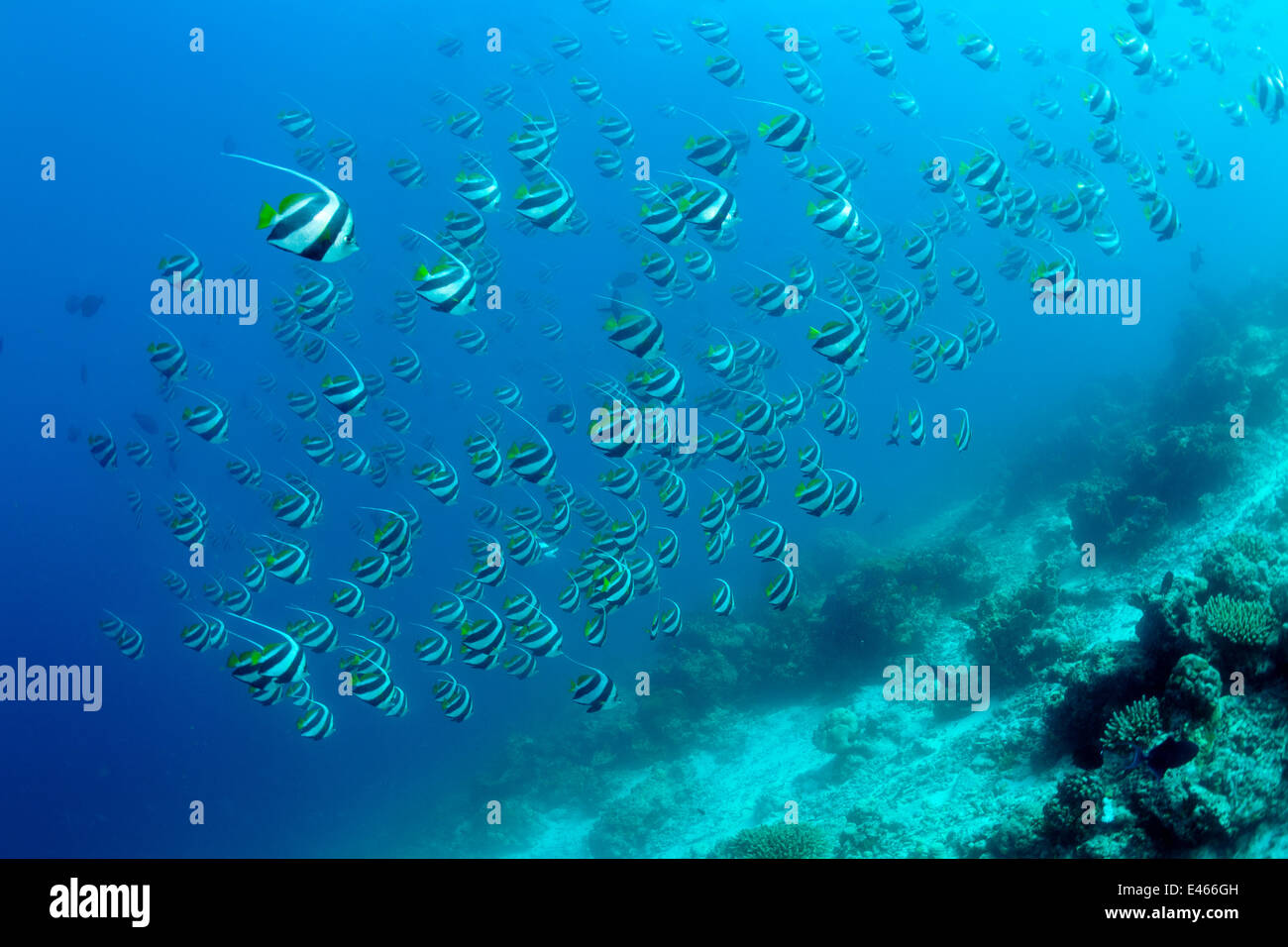 Secca di Longfin bannerfish (Heniochus acuminatus) Maldive, Oceano Indiano Foto Stock